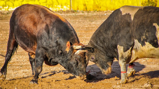 Loco Sentimiento VS Candelario