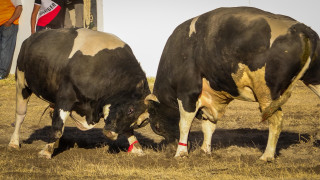 Sacramento VS Gavilan